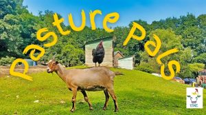 Pasture Pals program at VINE Sanctuary. Photo provided