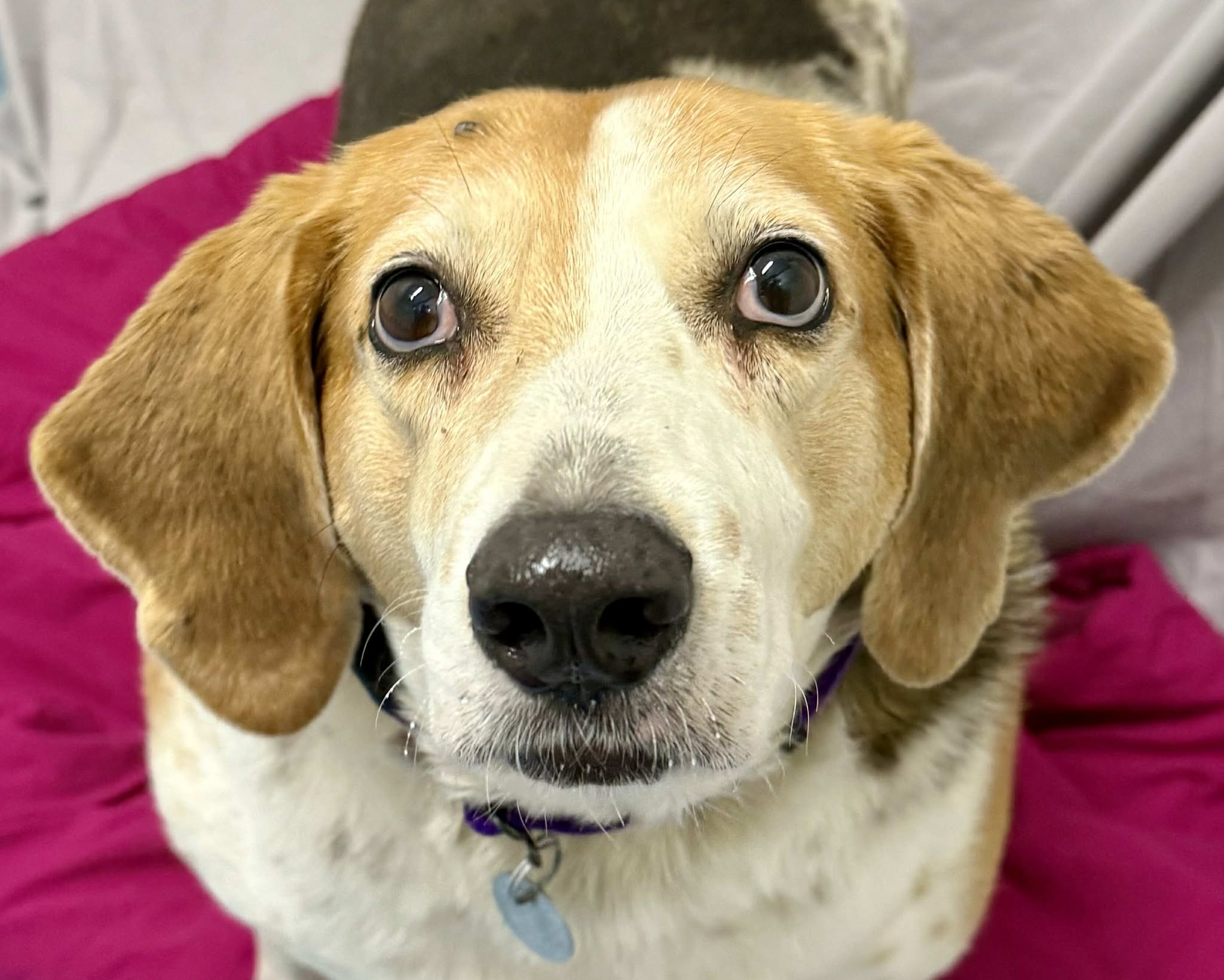 Featured pet Suzie The Vermont Journal & The Shopper