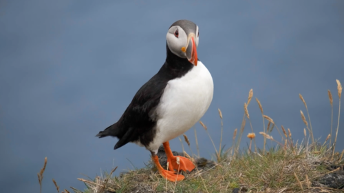 “Wild Hope: Building for Birds & Puffling Patrol” at Cavendish Fletcher Library